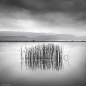 1X - Reeds by George Digalakis