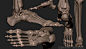 Human Skeleton, Boris Moskalenko : Medically accurate average human skeleton 3D model,with all important anatomical landmarks. Done for a client SciePro