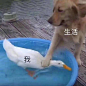 今日热门表情包。 ​​​​