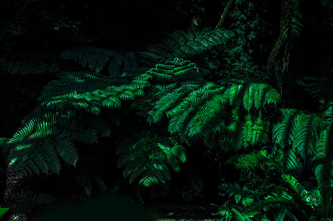 Jungle : Photo cover...