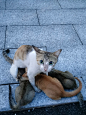 #摄影（流浪猫-只要妈妈在我就不是流浪猫）