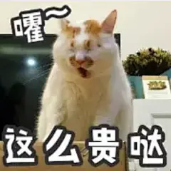 求这个猫的表情包，太爱了