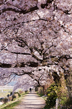 二呆士官長采集到场景原画（和风）