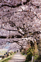 Along the Kamogawa River, Kyoto, Japan 日本京都賀茂川堤的半木之道（なからぎのみち）。从植物园西侧沿贺茂川到北大路桥和北山大桥之间是一条布满了粉红色垂樱的路。与潺潺流淌的贺冒川的风景交相辉映，营造出春日阳光般温暖舒适又清新无比的氛围。这里的开花相对较晚。盘腿而坐凭岸远眺或是逛逛北山通的时尚店铺也是不错的选择。 #城市# #攻略# #日本# #街景#