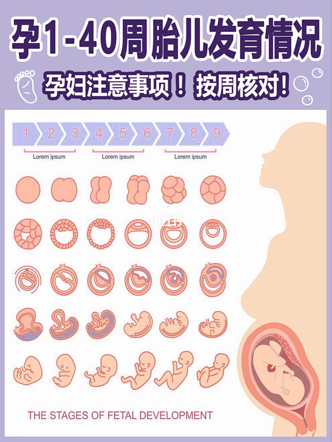 孕1-40周胎儿发育情况 孕妈注意事项 ️ : 十月怀胎，宝宝会在妈妈肚子里待40周，从怀孕的第一天开始，宝宝会慢慢长大，从小小的胚胎慢慢发育 ...