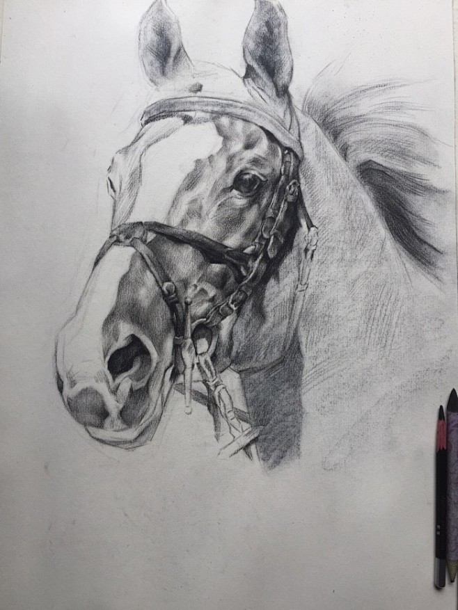 手绘素描动物马黑白画