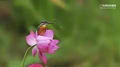 唯美自然鲜花合集电脑屏幕桌面壁纸3