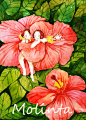 molinta  的插画 与花