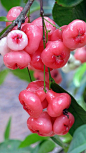 Rose Apple Fruits.: 