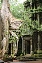Picture of the Day: Silk Tree Growing Over a Temple - Blog - homeandawaywithlisa: 