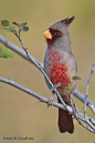 thalassarche:

Pyrrhuloxia (Cardinalis sinuatus) - photo by Carlos M. Escamilla
