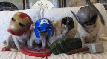第三只狗狗兄弟，节奏感不太行 #GIF#