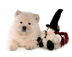 可爱的松狮犬桌面高清壁纸桌面壁纸3