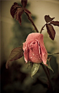 粉红的玫瑰，玫瑰的花蕾和安娜罗萨