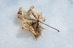 纹理。背景。去年的枫叶在雪地上