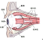 外肌的腱性部在眼球后方汇合，形成一道总腱环，环绕在视神经外围。总腱环形成一种强力的束缚，将各块眼外肌的后端紧紧地绞在一起，以方便配合眼球的快速移动。另一方面也对相对薄弱的视神经起一个固定保护的作用。眼外肌的另外一侧腱性部，即与眼球结合的部分，有不少已经化成腱膜与眼外膜愈合，意思就是说人为是无法将它们分开的。这些结构都使眼球被牢牢地固定在眶中。

扯眼球会怎么样？