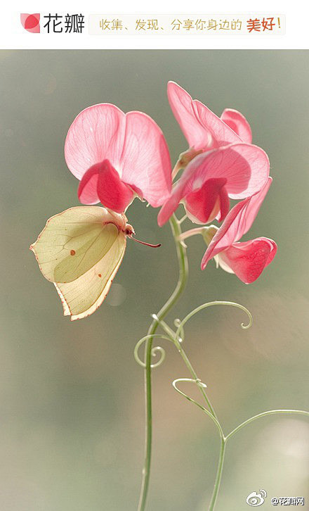  

花瓣网：#花瓣花语录#7月17日生...