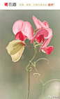  

花瓣网：#花瓣花语录#7月17日生日花香碗豆，蔓性攀援草木植物，被选来祭祀4世纪的罗马修女圣玛歇利娜。当一阵风吹过来，好像世界上所有的香豌豆花都要被吹散了。短暂而无常的风情，如同一个楚楚可怜的少女！特别祝福忠实的花瓣用户@活力笨小熊Shirley 生日快乐！花语:温柔的回忆！图/Magdalena Wasiczek




