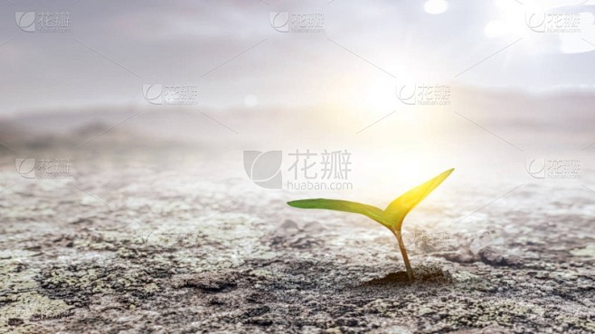 地上播种的植物
