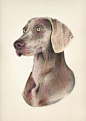 ANIMALARIO 手绘宠物犬 - 视觉中国设计师社区