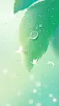 白露肌理感叶片露珠白鹭剪影背景