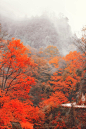 四川光雾山的枫林，一派的水墨秋色枫叶红。