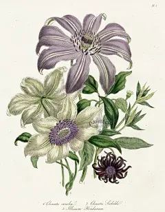 Antique botanical print.: 
