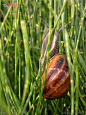 蜗牛摄影图片素材