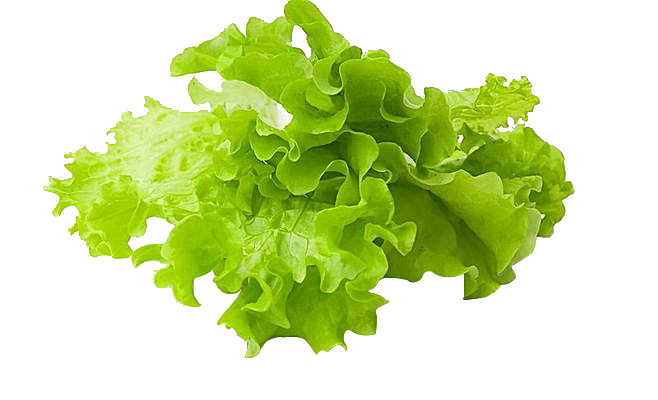 生菜