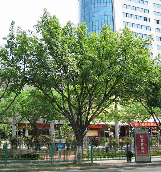 hdhdynl从mr_leafeon转采于2021-08-20 15:56:46黄葛树01植物选型hdhd