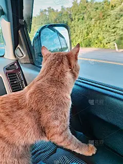 和宠物一起开车旅行。和一只红猫一起坐车。红猫很担心。一只带红色条纹的猫从车窗往外看。主题宠物，旅行。