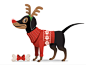 A quick little GIF of my puppy Lobo in his Christmas sweater for Puptown Dog Toys.