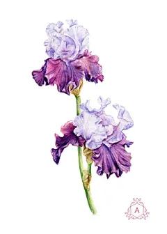 水彩--鸢尾花 - 高清图片，堆糖，美图壁纸兴趣社区