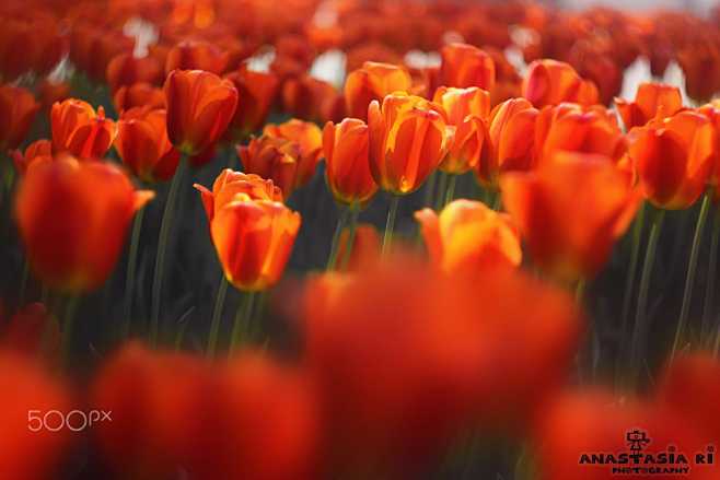 A crowd of tulips by...