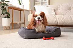 点击来源直接获取大图文件 |可爱的骑士查理王猎犬带着玩具躺在家里的宠物床上