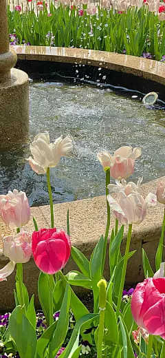 ·share｜漂亮花花手机壁纸_18_熬夜小狗_来自小红书网页版