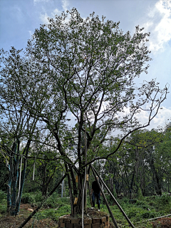 Bo大胖小胖采集到植物单体