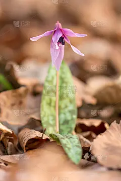 百合科的狗齿紫或狗齿紫，在初春时开白色、粉红色或淡紫色的花。卵形到披针形叶，白色球茎，潮湿的林地植物