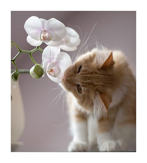O、动物、猫、花