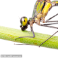 昆虫蜻蜓蜻蜓分离
insect damsefly dragonfly isolated
