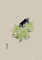 #365天生日花6月29日 佛甲草（Yellow Rattle） 
花语：韵律感