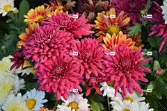 花 奇切瓦文动 鲜明的色彩 笔记本电脑壁纸 花朵 菊花 自然的色彩