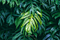 北欧小清新热带雨林植物叶子树叶棕榈树装饰画020 摄影图片 自然