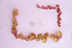 葡萄叶框架