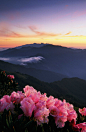 tulipnight:

合歡杜鵑@Mountain In Taiwan by HW.Wang on Flickr.
