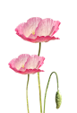 @冒险家的旅程か★
png植物 花朵 鲜花 绿叶 花环 水彩 手绘 彩铅 小清新 插画 粉色花朵