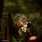 作者 Andre Villeneuve