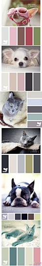 视觉中国：你的宠物，独特的色彩，你懂TA的颜色吗？宠物摄影的配色卡，值得收藏。点击查看更多：http://t.cn/zW8h8A0