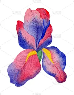 彩色鸢尾花孤立在白色的背景
