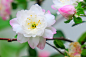 flower-3180134_1280